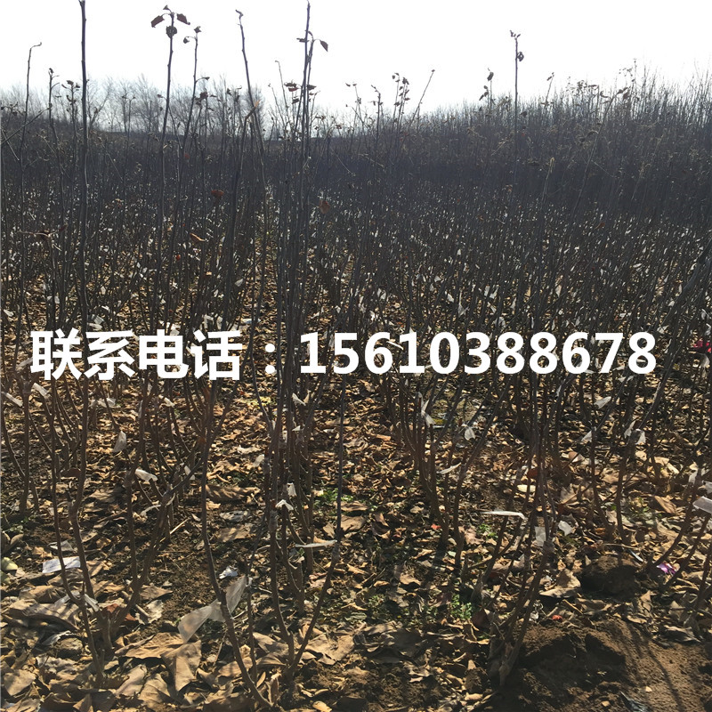 嘎啦蘋(píng)果苗價(jià)格公示、嘎啦蘋(píng)果苗上車(chē)價(jià)格