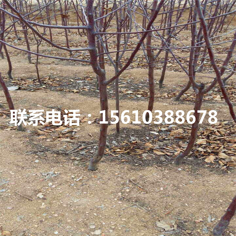 2020年秦脆蘋果苗價(jià)格公示