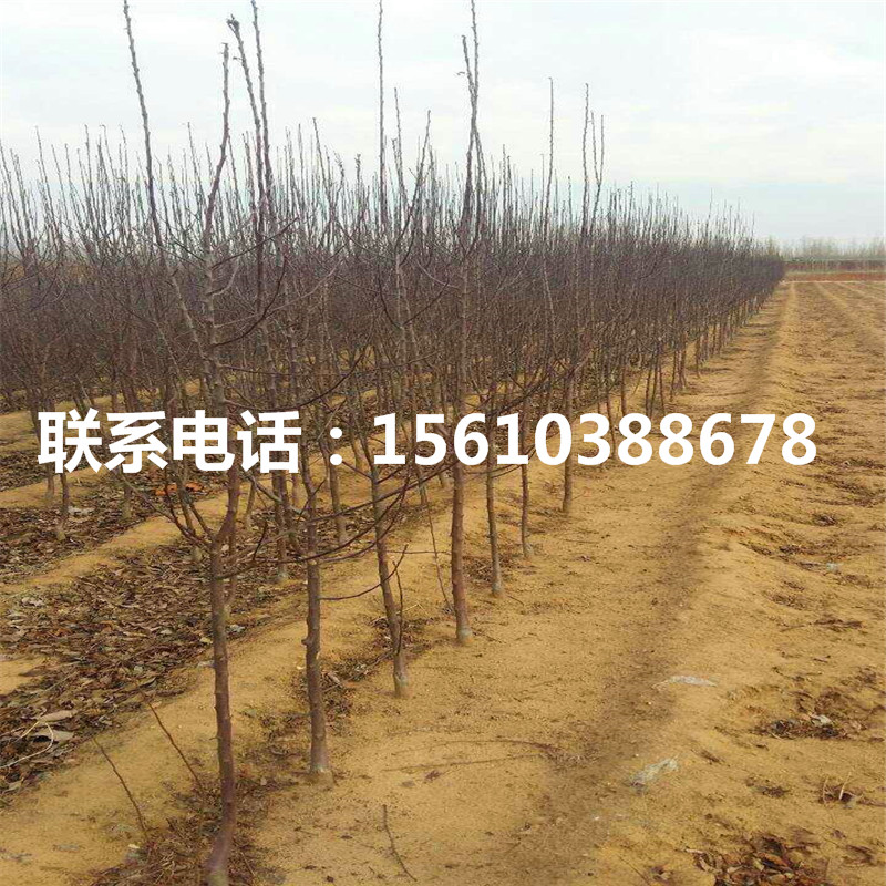 秦冠蘋果苗包郵價格、秦冠蘋果苗批發(fā)