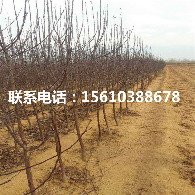 拓季蘋果苗出售基地、拓季蘋果苗批發(fā)