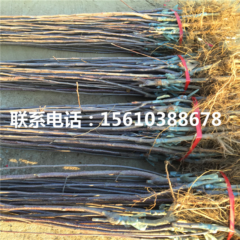 5公分蘋(píng)果苗出售基地、5公分蘋(píng)果苗價(jià)錢(qián)及基地