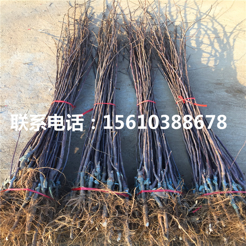 金帥蘋果苗批發(fā)價錢、金帥蘋果苗單價及價格