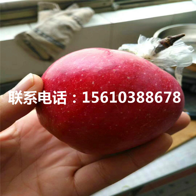魔笛蘋果苗出售基地、魔笛蘋果苗品種介紹