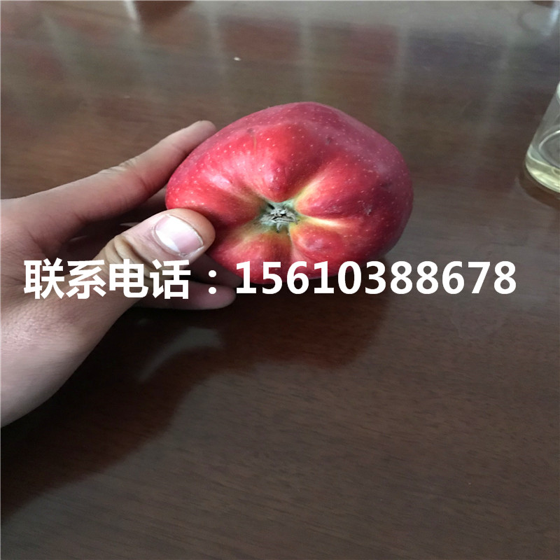 三公分錦繡海棠樹苗出售基地