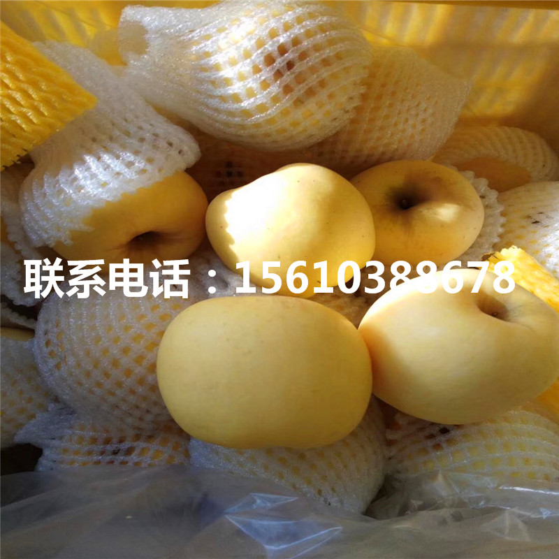 蜜脆蘋果苗出售基地、蜜脆蘋果苗批發(fā)基地