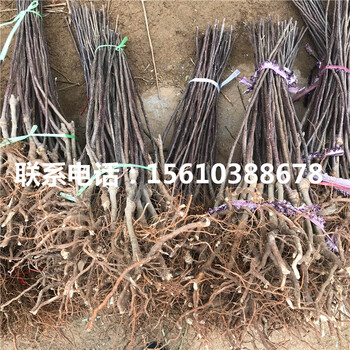 望香紅蘋(píng)果苗產(chǎn)地及價(jià)格、望香紅蘋(píng)果苗單價(jià)及價(jià)格