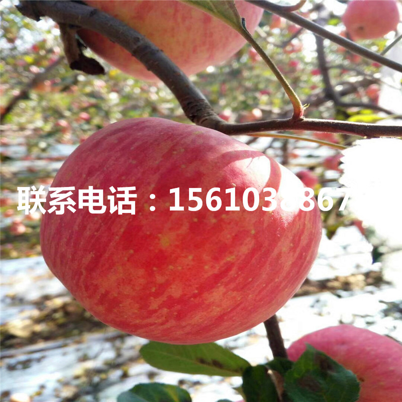 長枝蘋果苗售價及批發(fā)、長枝蘋果苗上車價格