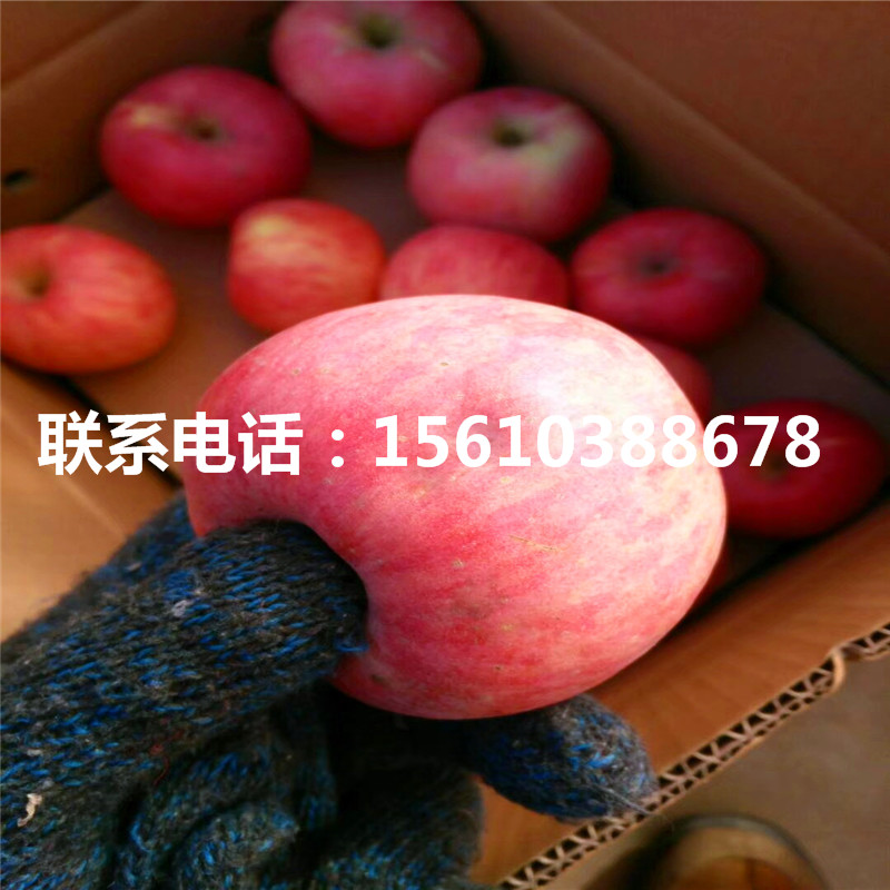 煙富7號蘋果苗包郵價格