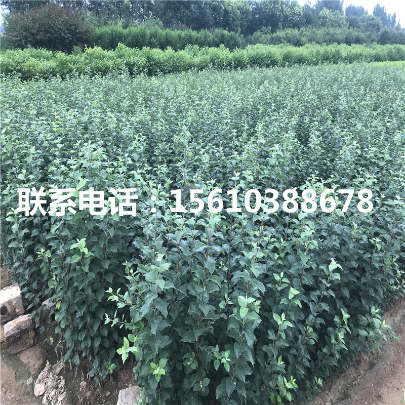 拓季蘋果苗售價(jià)及批發(fā)、拓季蘋果苗新品種基地