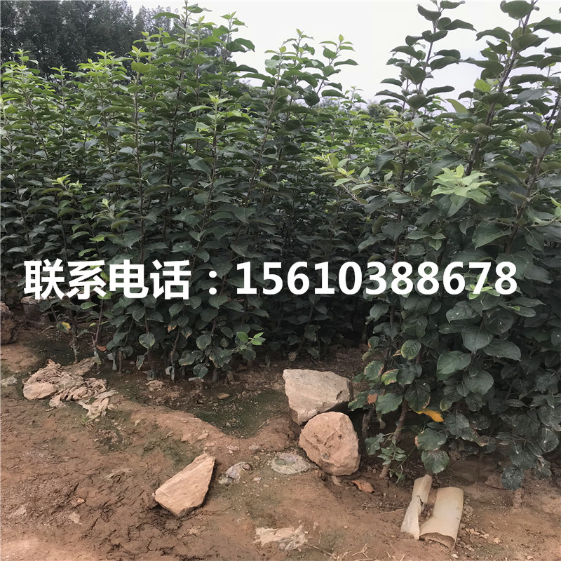 望香紅蘋果苗出售基地、望香紅蘋果苗單價及價格