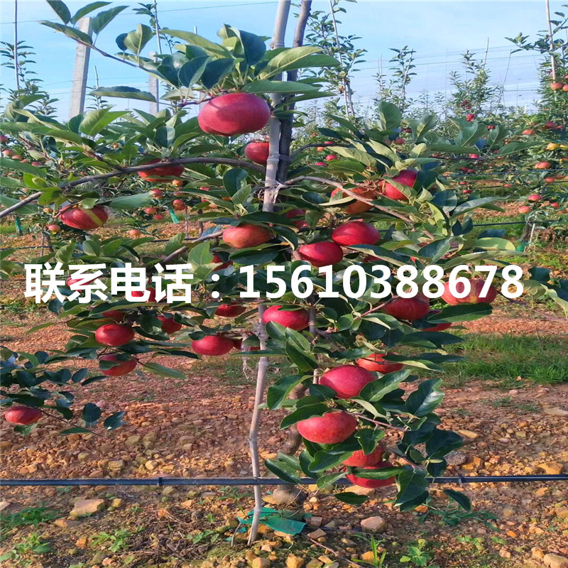 2020年水蜜桃蘋果苗新品種基地