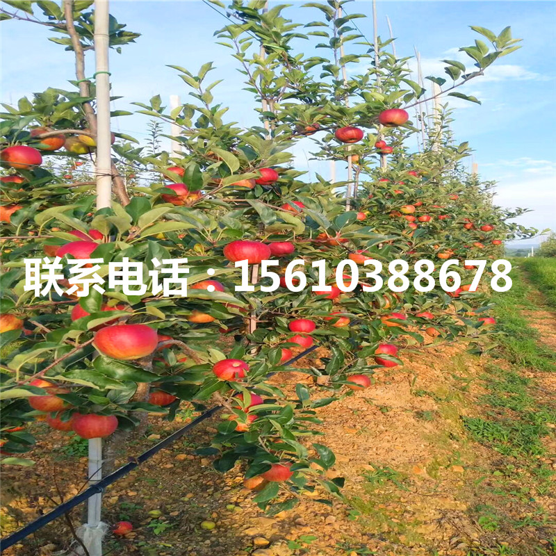 新品種煙富8號蘋果苗品種介紹