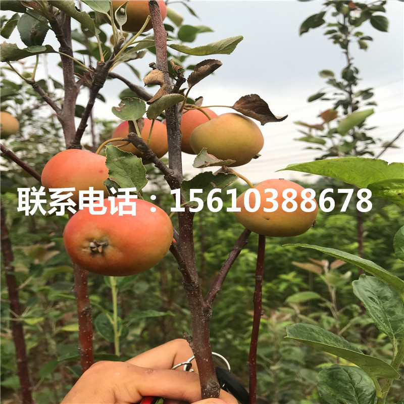 1公分華玉蘋果苗基地