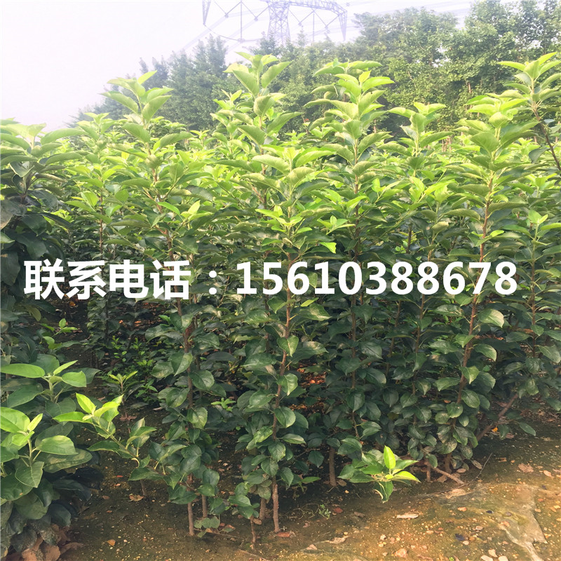 煙富10號(hào)蘋(píng)果苗基地、煙富10號(hào)蘋(píng)果苗批發(fā)價(jià)格