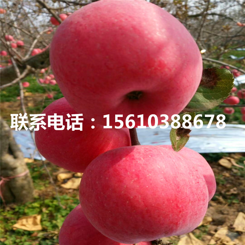 信濃金蘋果苗產(chǎn)地及價(jià)格、信濃金蘋果苗基地