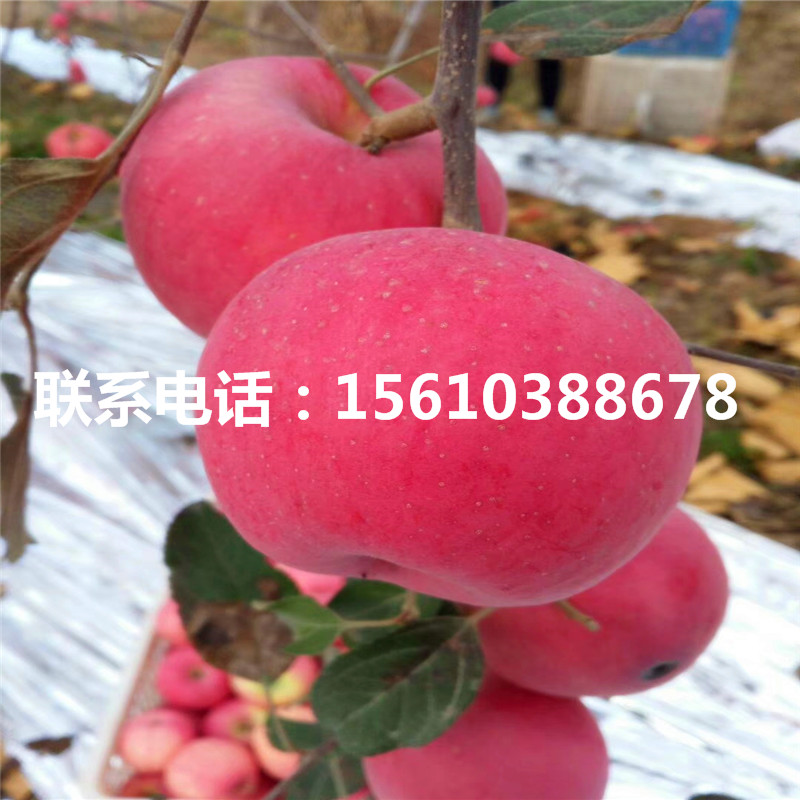 煙富10號(hào)蘋(píng)果苗基地、煙富10號(hào)蘋(píng)果苗批發(fā)價(jià)格