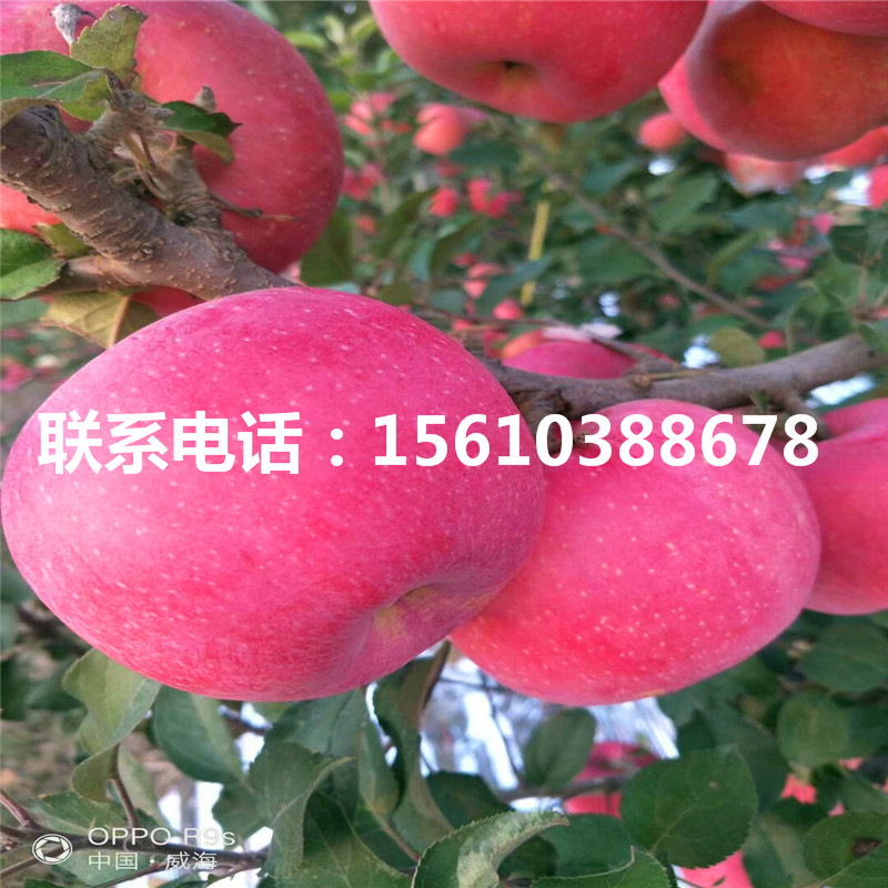 愛妃蘋果苗產(chǎn)地及價(jià)格、愛妃蘋果苗批發(fā)