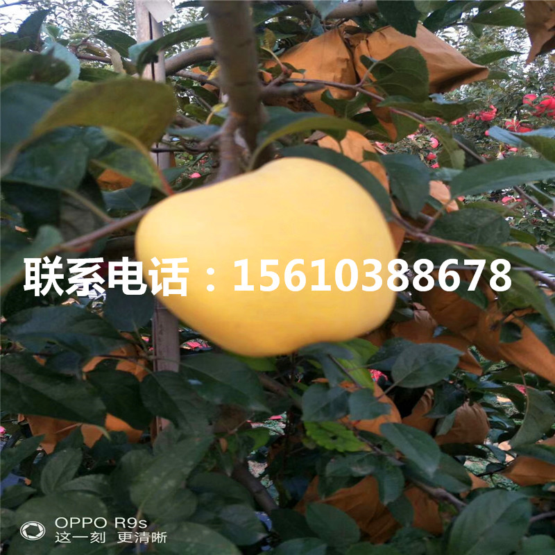 煙富10號(hào)蘋(píng)果苗基地、煙富10號(hào)蘋(píng)果苗批發(fā)價(jià)格