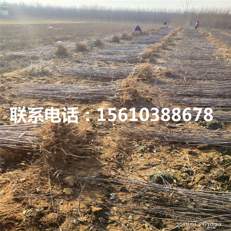 望香紅蘋果苗報價、望香紅蘋果苗批發(fā)