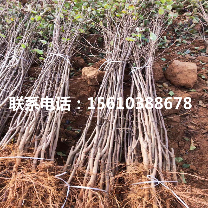 美國蛇果蘋果苗包郵價格、美國蛇果蘋果苗價錢及基地