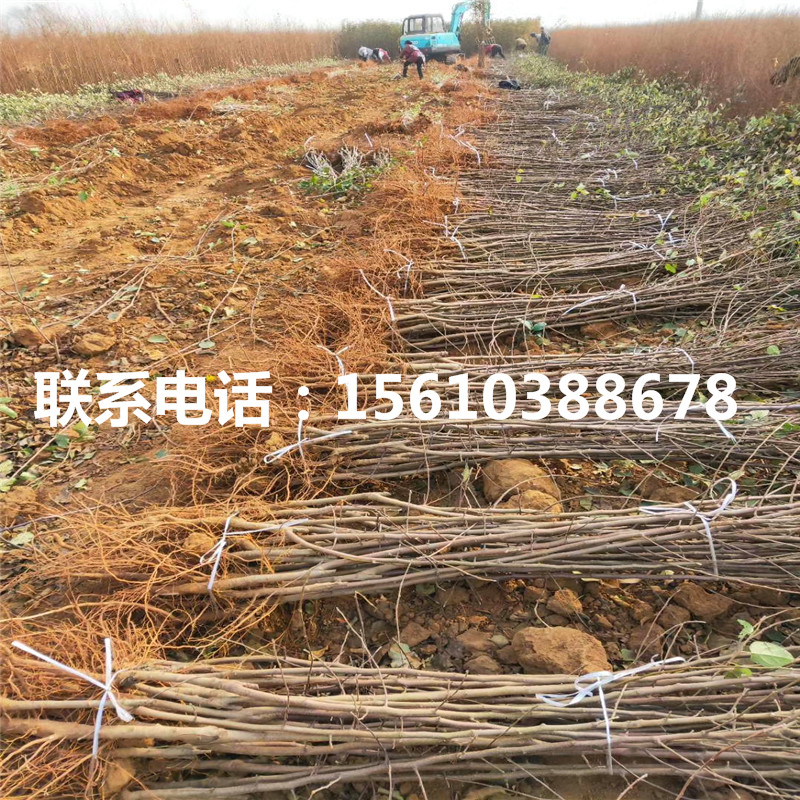 華碩蘋果苗批發(fā)價(jià)錢、華碩蘋果苗基地