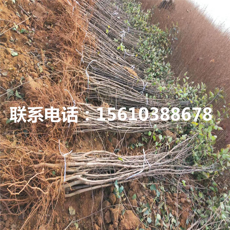 拓季蘋(píng)果苗出售基地、拓季蘋(píng)果苗批發(fā)基地
