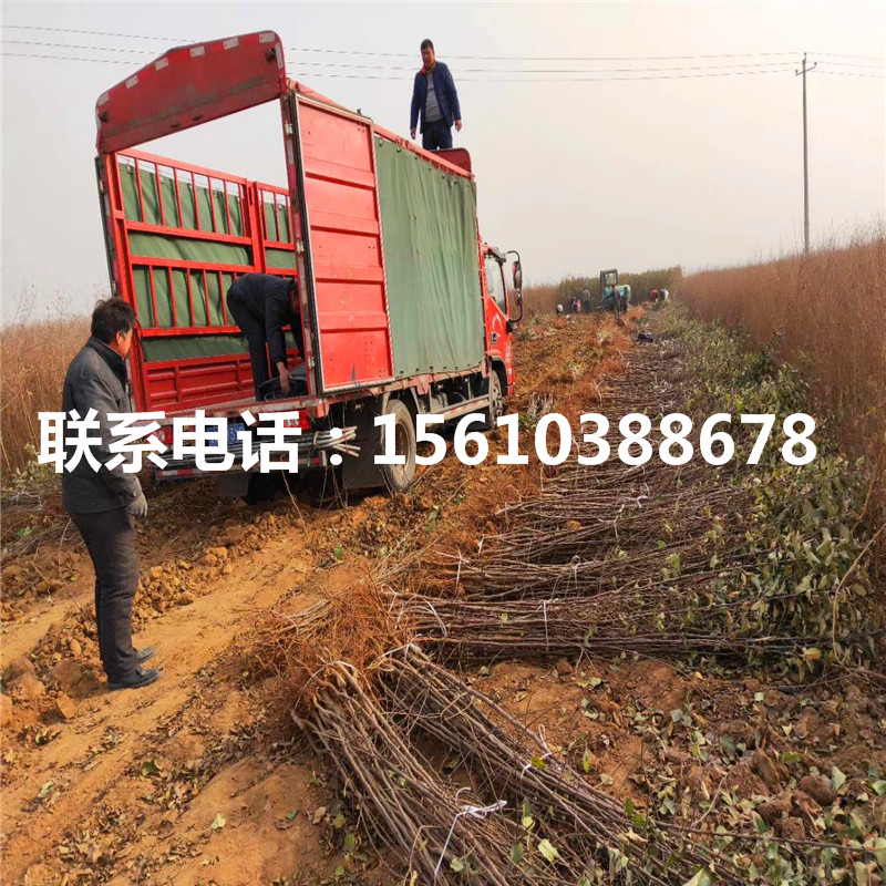 愛妃蘋果苗批發(fā)價錢、愛妃蘋果苗新品種基地