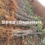 5公分金帅苹果苗价钱及基地图片3