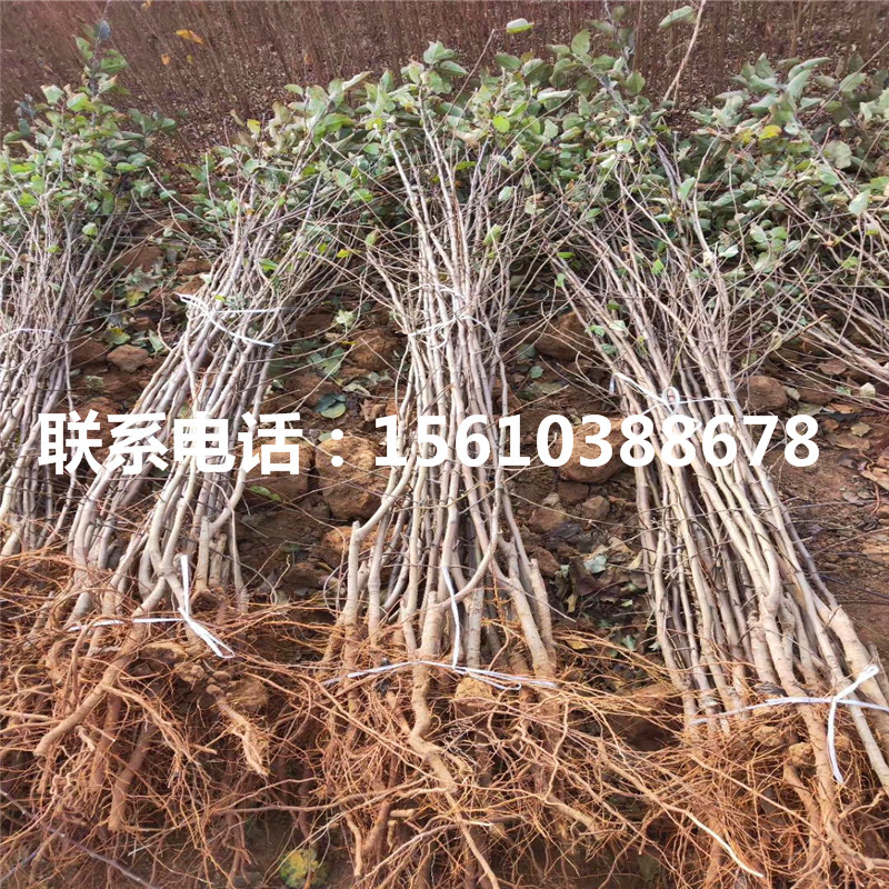 hff63蘋果苗價格公示、hff63蘋果苗品種介紹