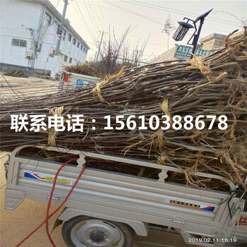 3公分錦繡海棠樹苗新品種基地