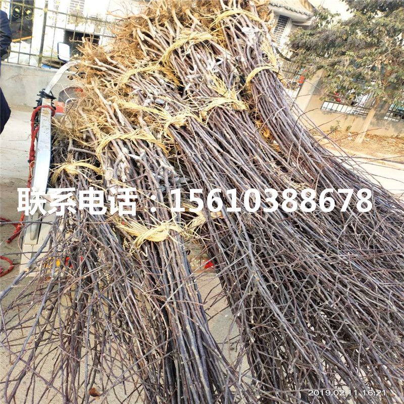 王林蘋果苗價格及報價、王林蘋果苗品種介紹