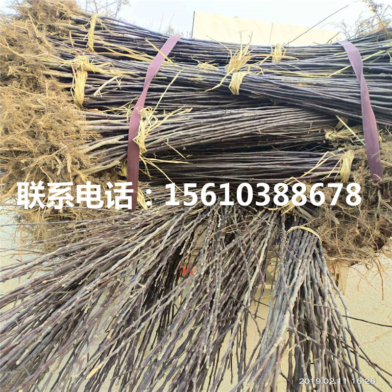 m9t337蘋果產地及價格、m9t337蘋果價格