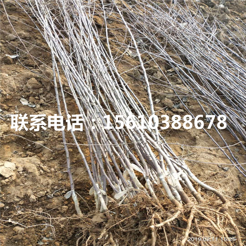 三公分錦繡海棠樹苗出售基地