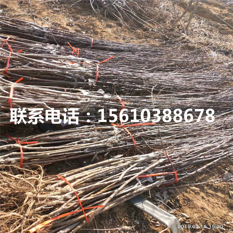 1公分錦繡海棠樹苗批發(fā)基地