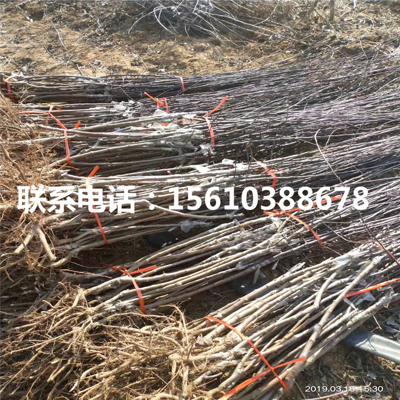 2020年水蜜桃蘋果苗新品種基地