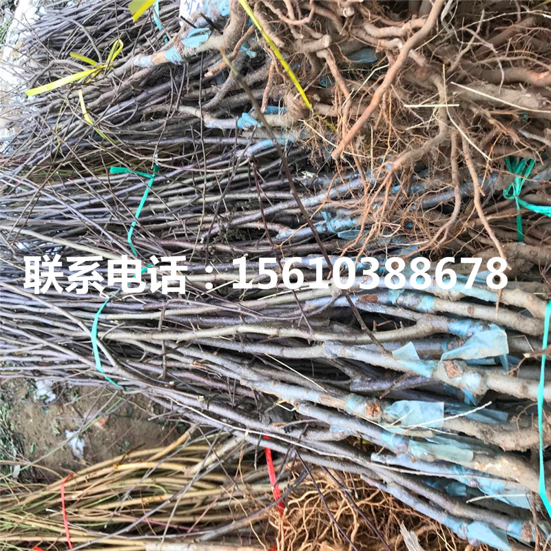 秦冠蘋果苗包郵價格、秦冠蘋果苗批發(fā)