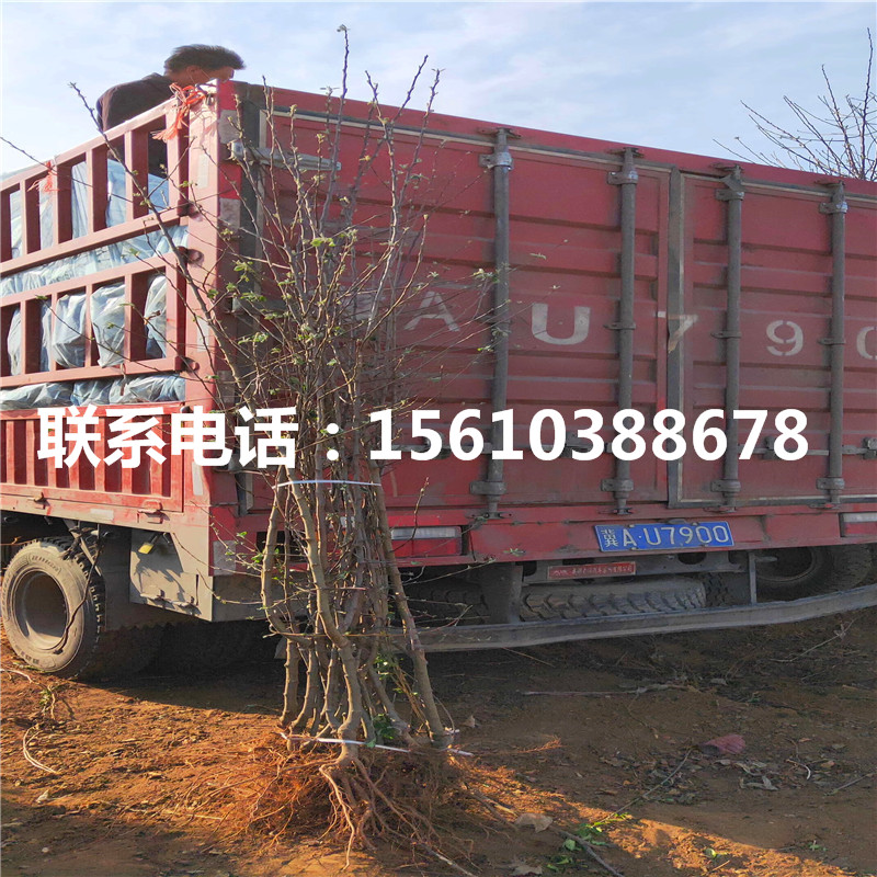 2公分愛(ài)妃蘋(píng)果苗價(jià)格公示