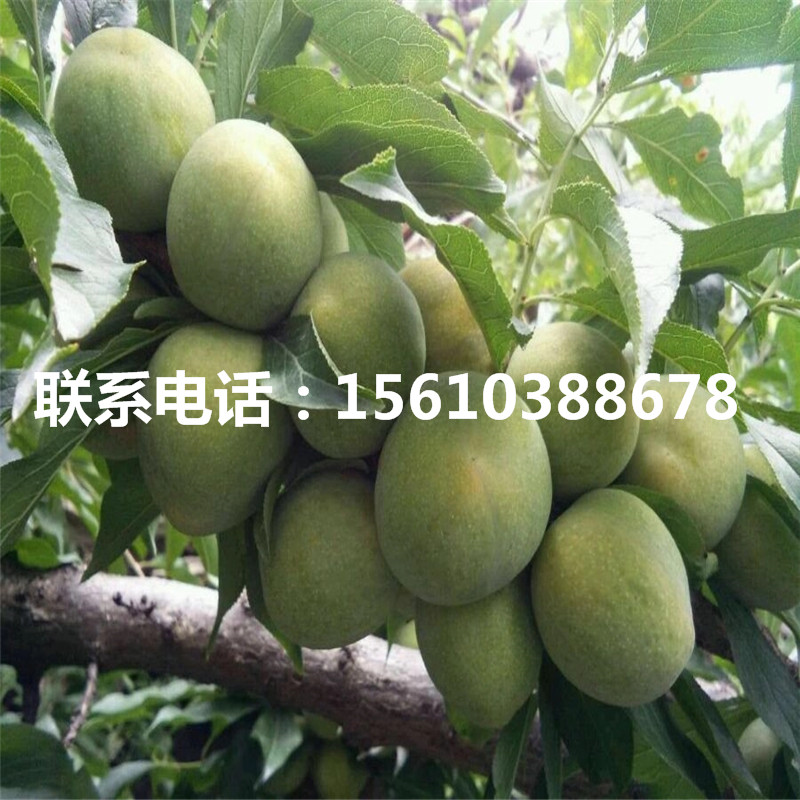 玉皇李子苗、玉皇李子苗銷售價(jià)格
