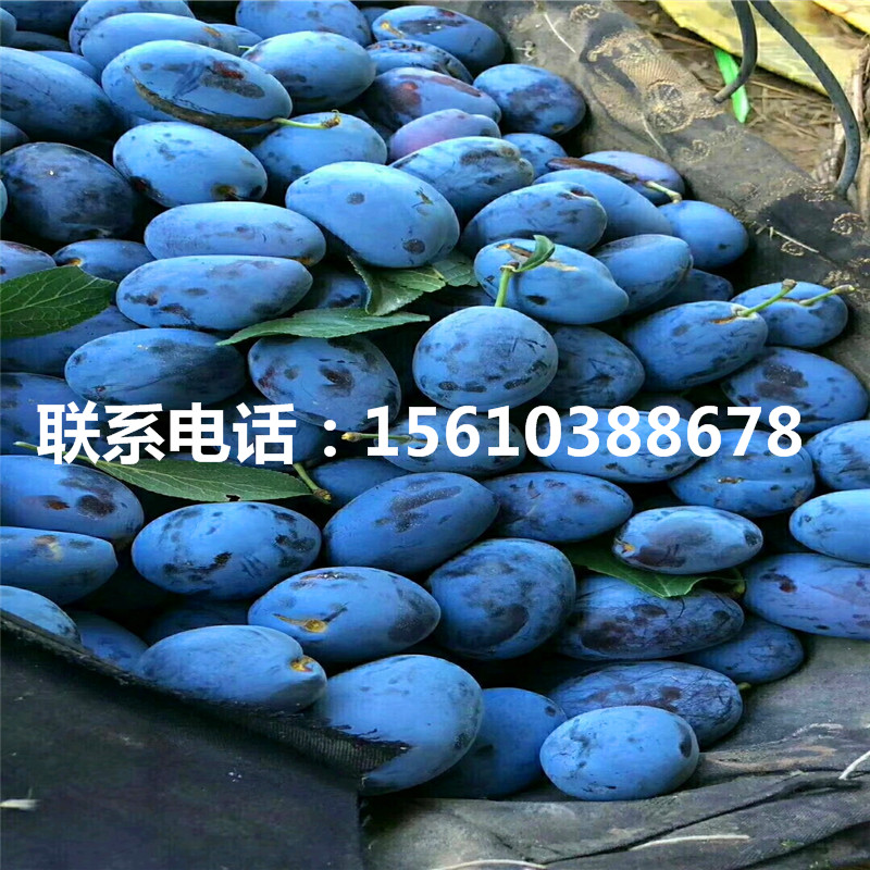 味厚李子苗、味厚李子苗價格詳情