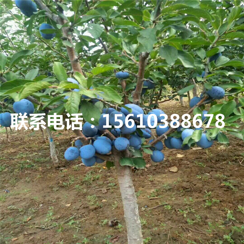 金西梅西梅李子苗、金西梅西梅李子苗出售