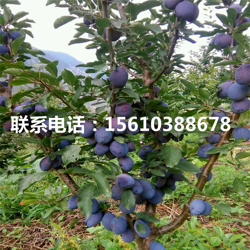 黑布林李子苗、黑布林李子苗批發(fā)價(jià)位