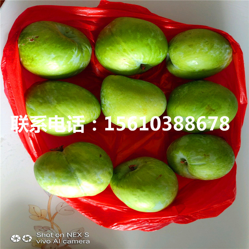 風(fēng)味皇后李子苗、風(fēng)味皇后李子苗出售基地