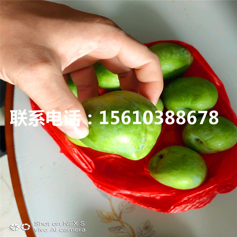 風(fēng)味皇后李子苗、風(fēng)味皇后李子苗價錢及基地