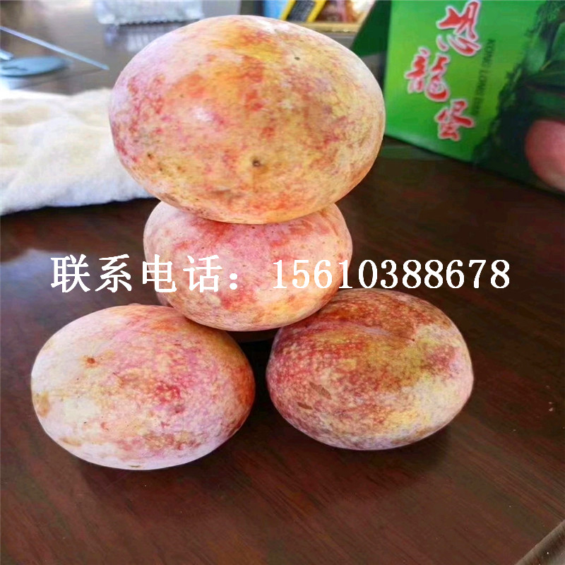 西梅樹(shù)苗、西梅樹(shù)苗報(bào)價(jià)及價(jià)位