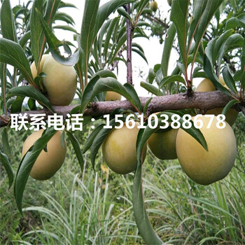 2公分李子苗、2公分李子苗秋季價(jià)格