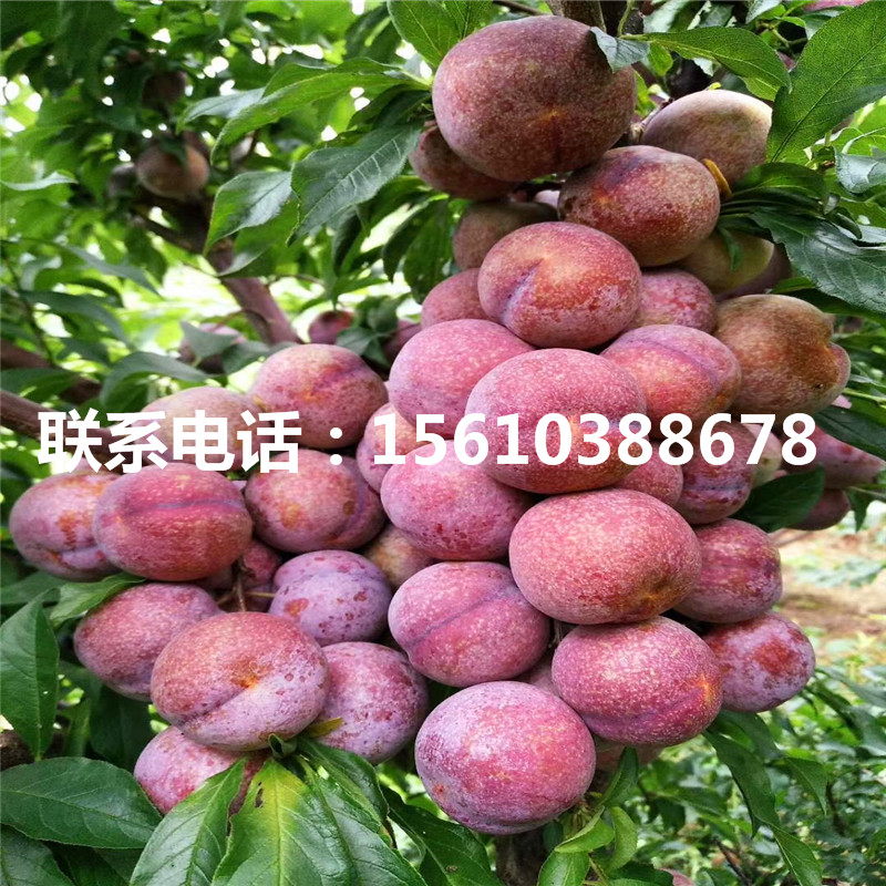 西梅樹苗、西梅樹苗銷售價格