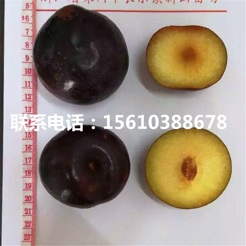 法蘭西西梅樹苗、法蘭西西梅樹苗報(bào)價(jià)及價(jià)錢