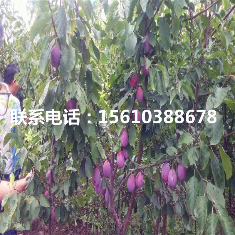 澳洲13李子苗、澳洲13李子苗批發(fā)基地