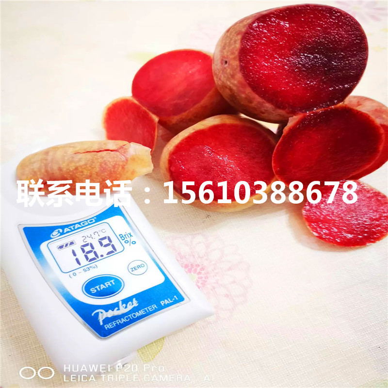 玉皇李子苗、玉皇李子苗報(bào)價(jià)及價(jià)錢