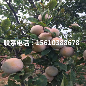 紅寶石李子苗、紅寶石李子苗簡介